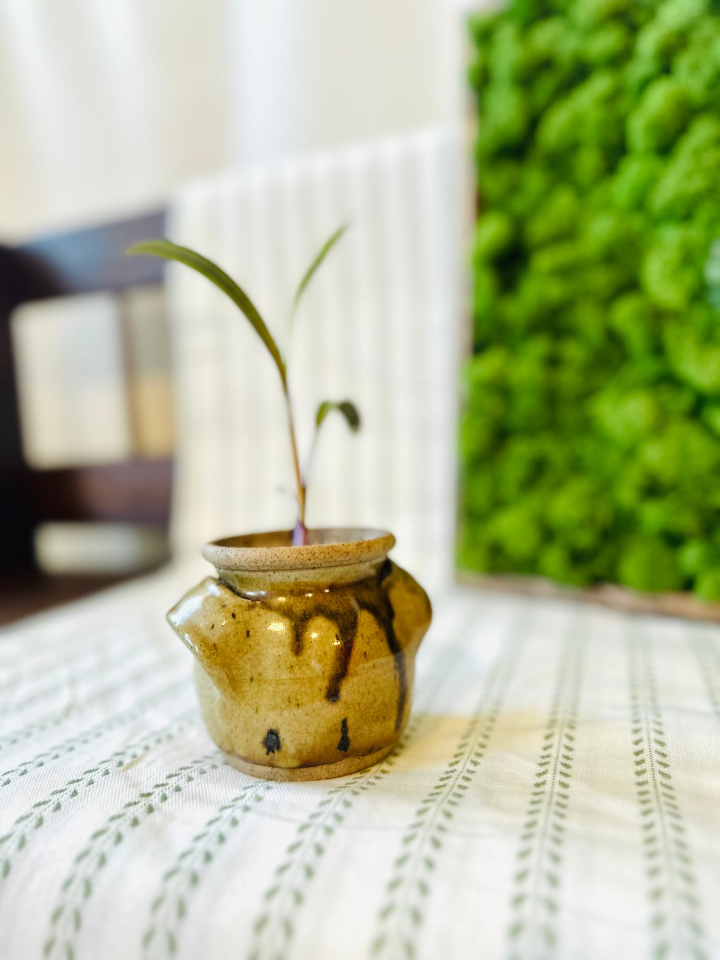 Potted Silver Squill in Vintage Stoneware Pot | Local Pickup Only