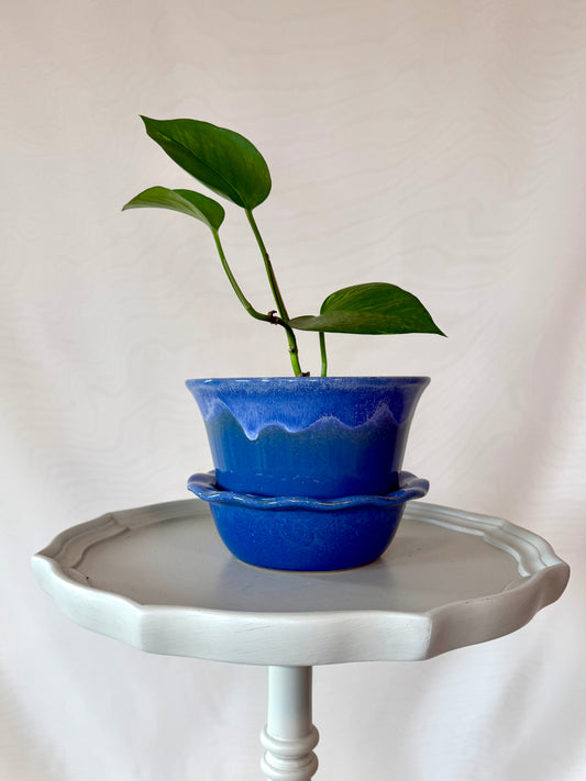 Plant Life in Blue Pot | Local Pickup Only