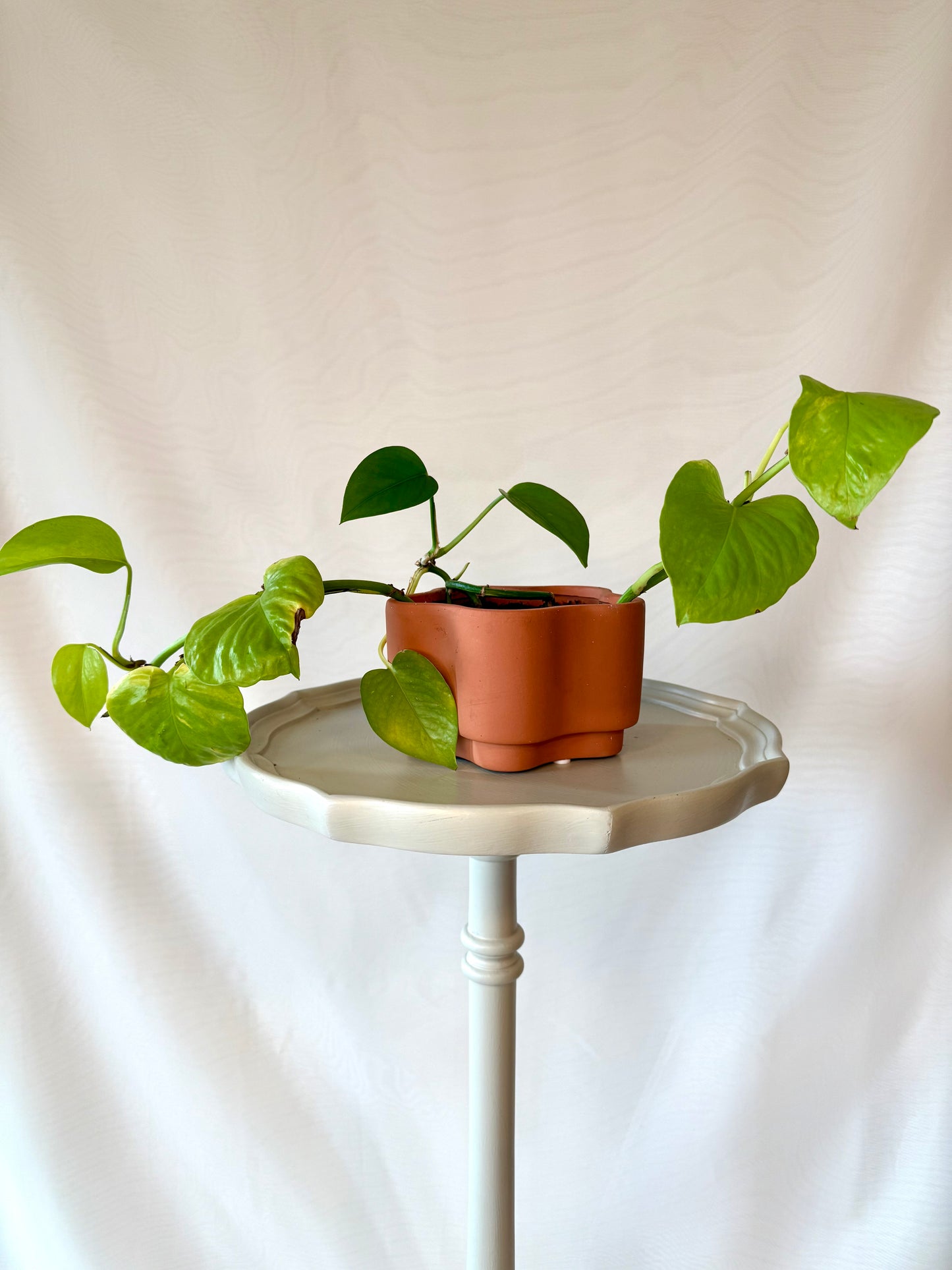 Plant Life with Terracotta Pot | Local Pickup Only