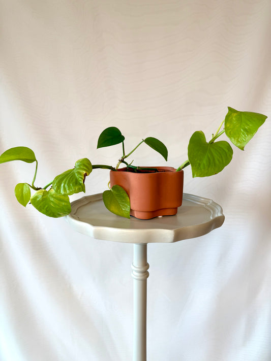 Plant Life with Terracotta Pot | Local Pickup Only