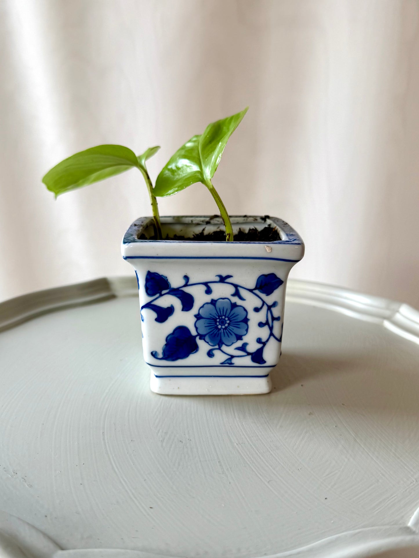 Plant Life in a Small Blue Pot | Local Pickup Only