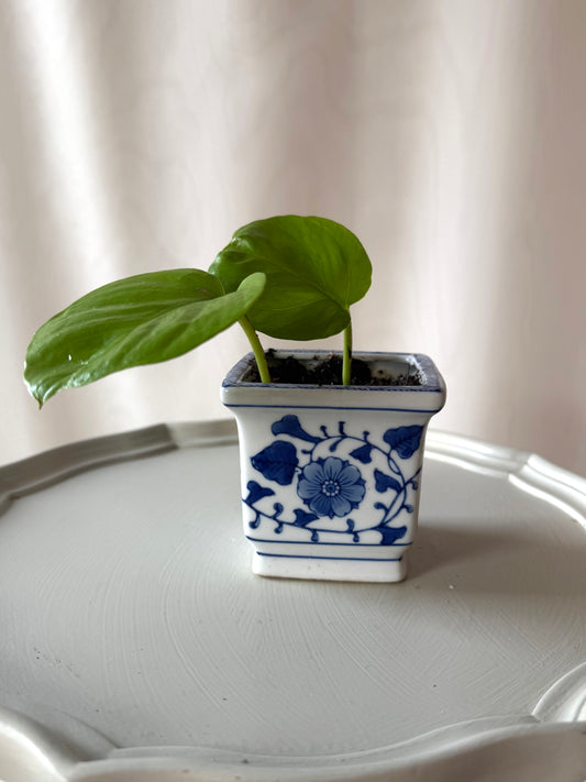 Plant Life in a Small Blue Pot | Local Pickup Only