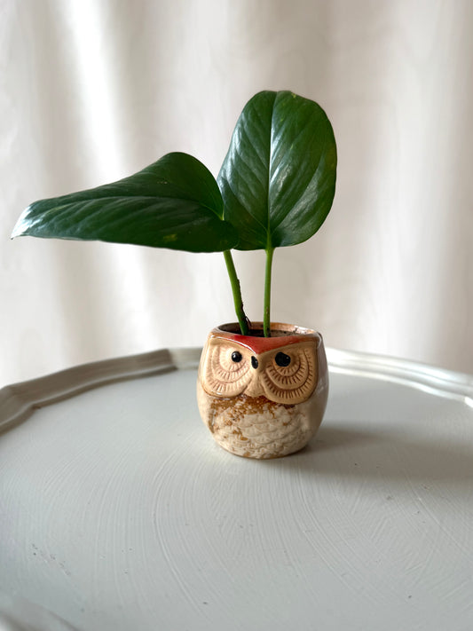 Plant Life in a Small Owl Pot | Local Pickup Only