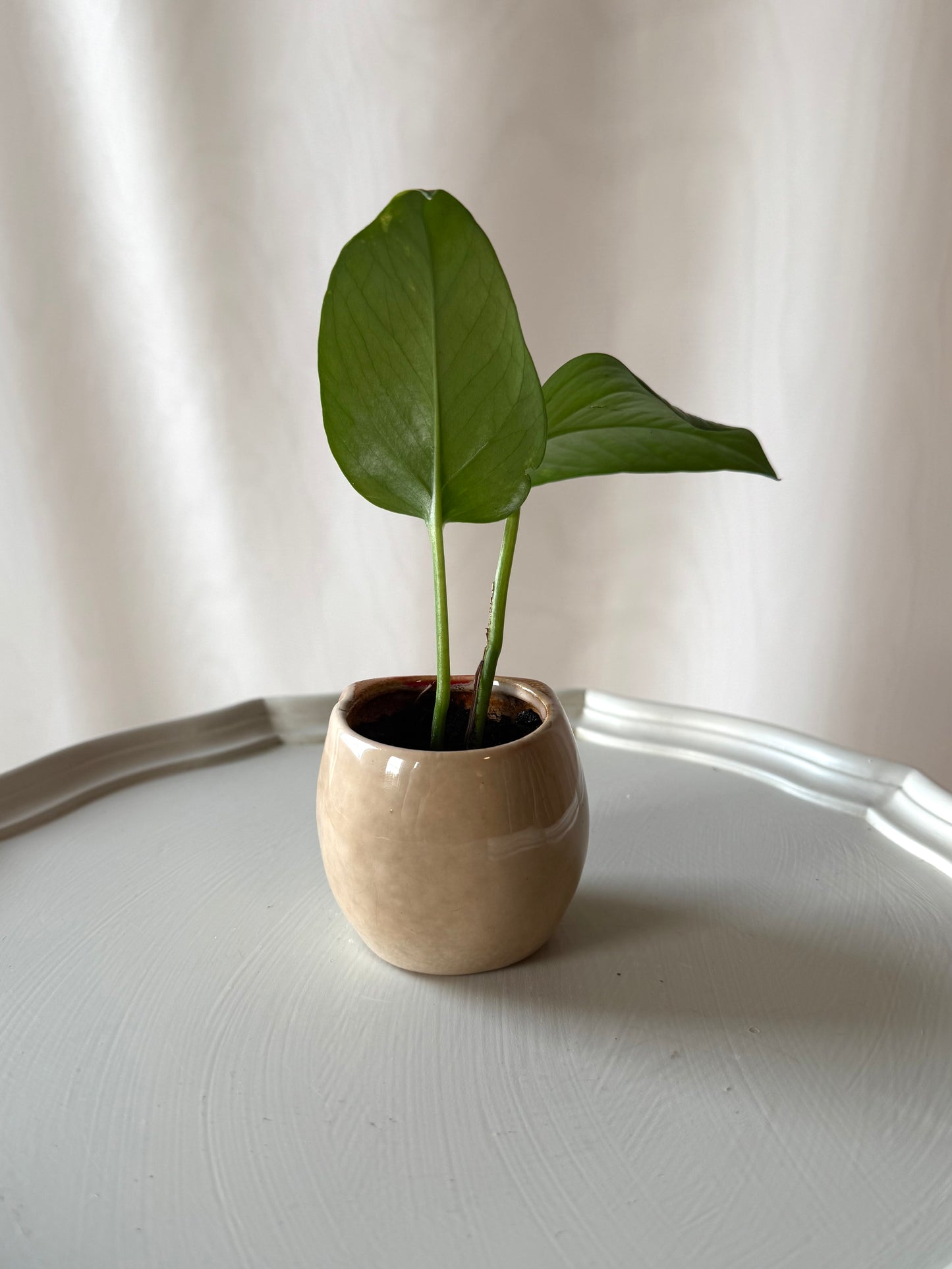 Plant Life in a Small Owl Pot | Local Pickup Only