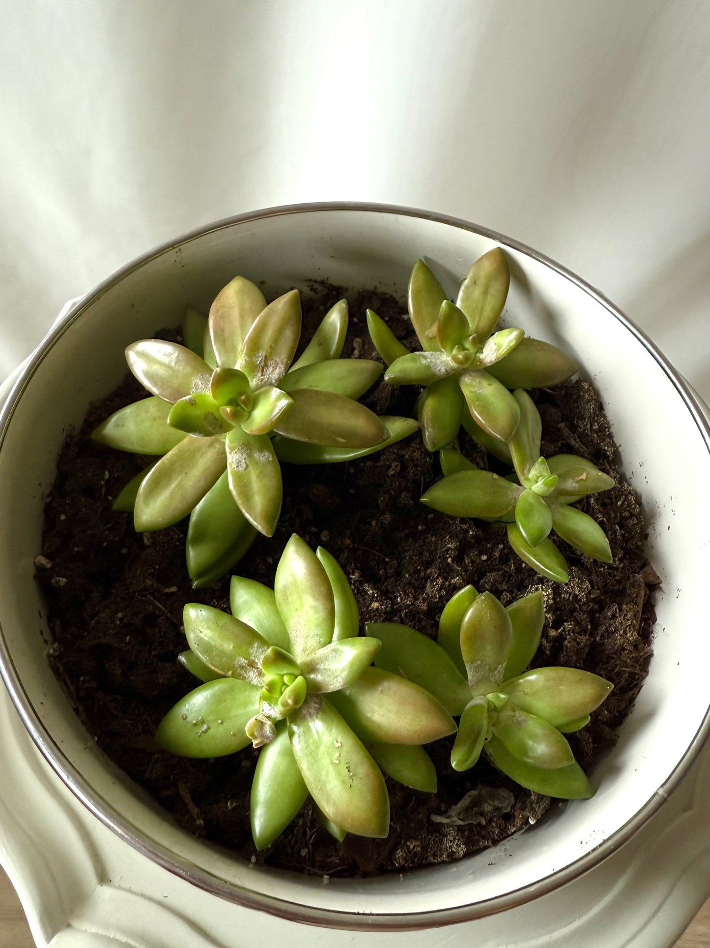 Plant Life in Goose Enamel Pot | Local Pickup Only