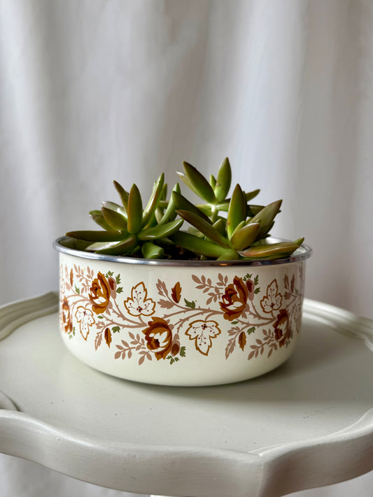 Plant Life in Enamel Pot | Local Pickup Only