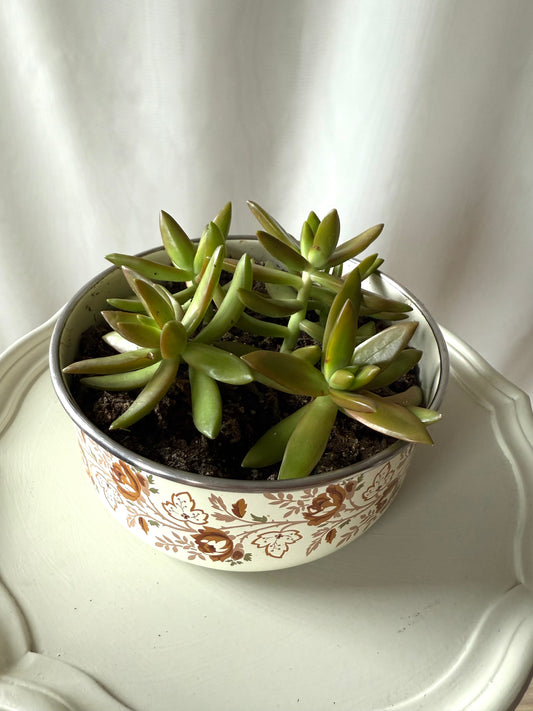Plant Life in Enamel Pot | Local Pickup Only