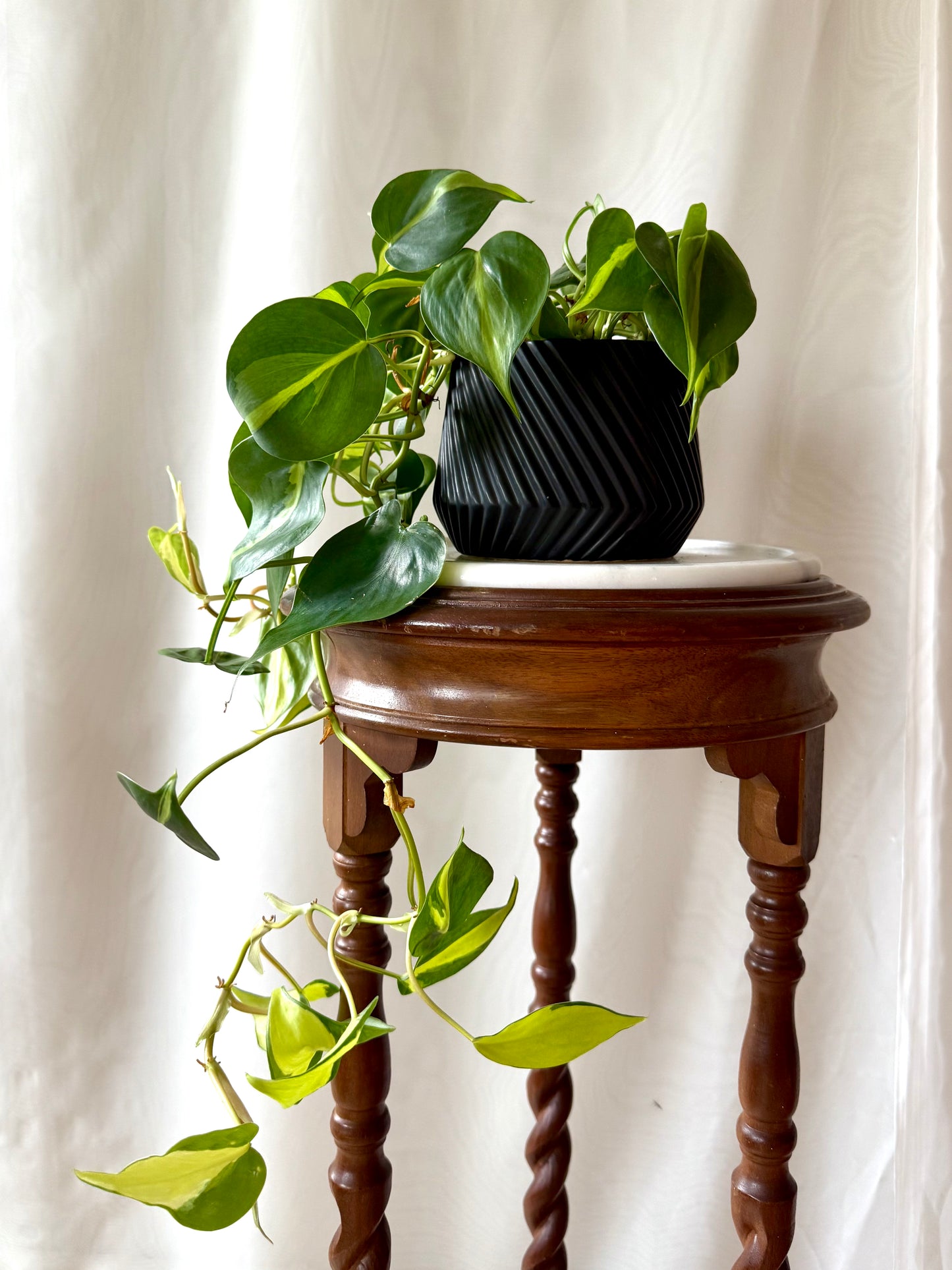 Plant Life in a Black Pot | Local Pickup Only