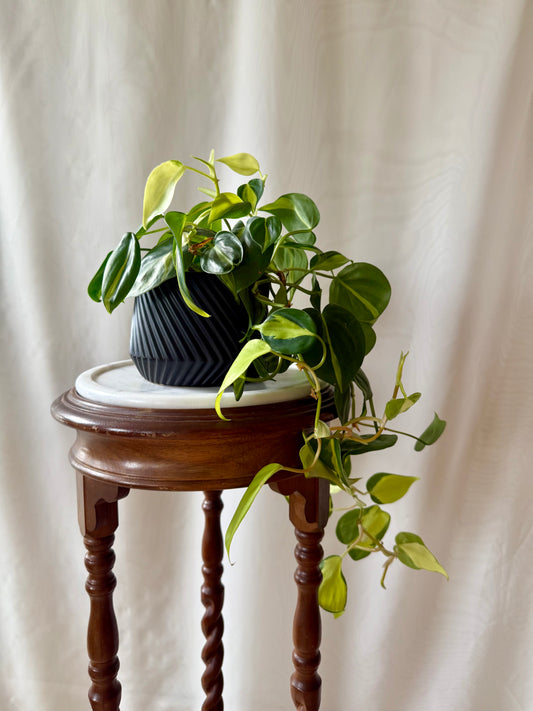 Plant Life in a Black Pot | Local Pickup Only