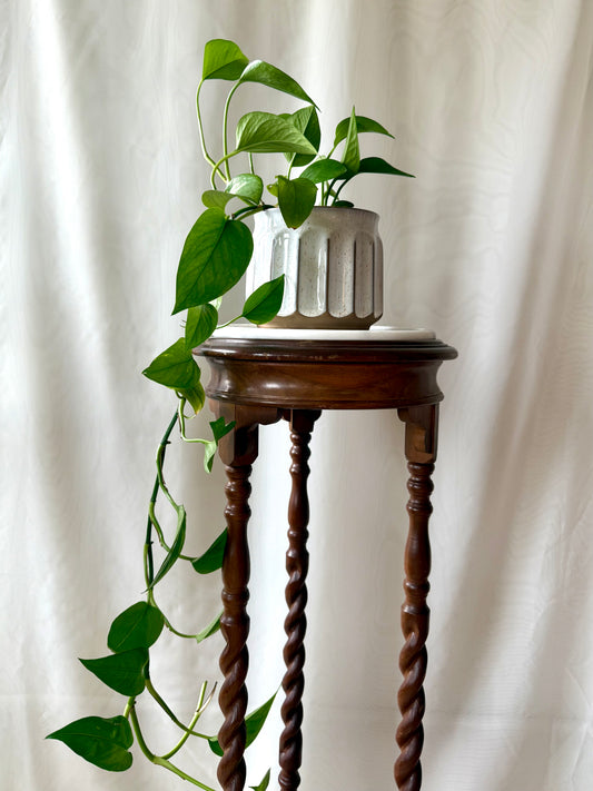 Plant Life in a White Pot | Local Pickup Only
