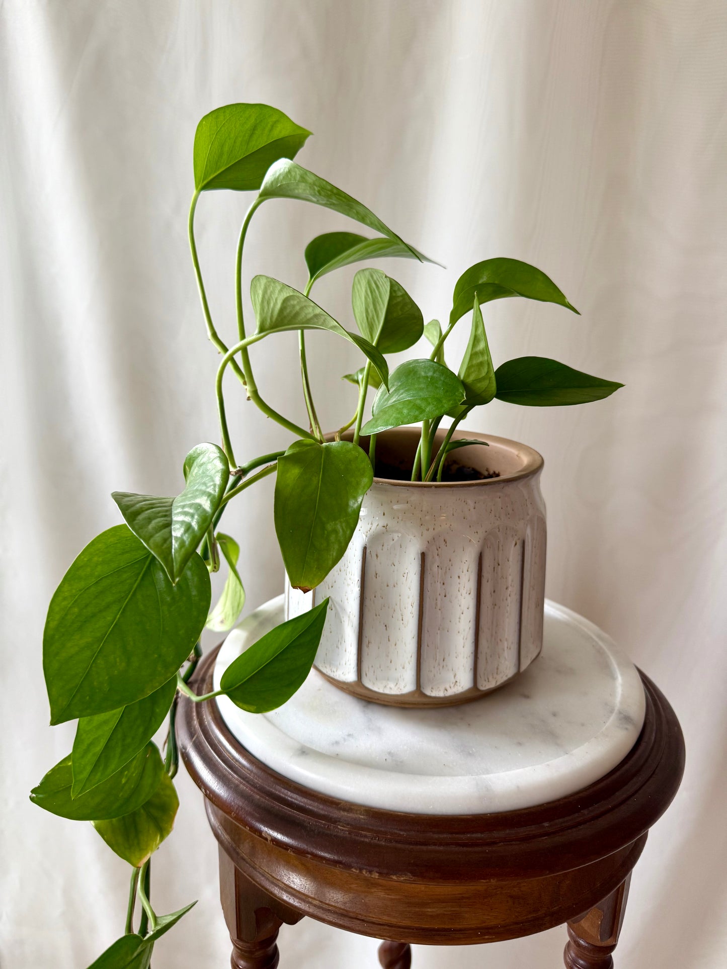 Plant Life in a White Pot | Local Pickup Only