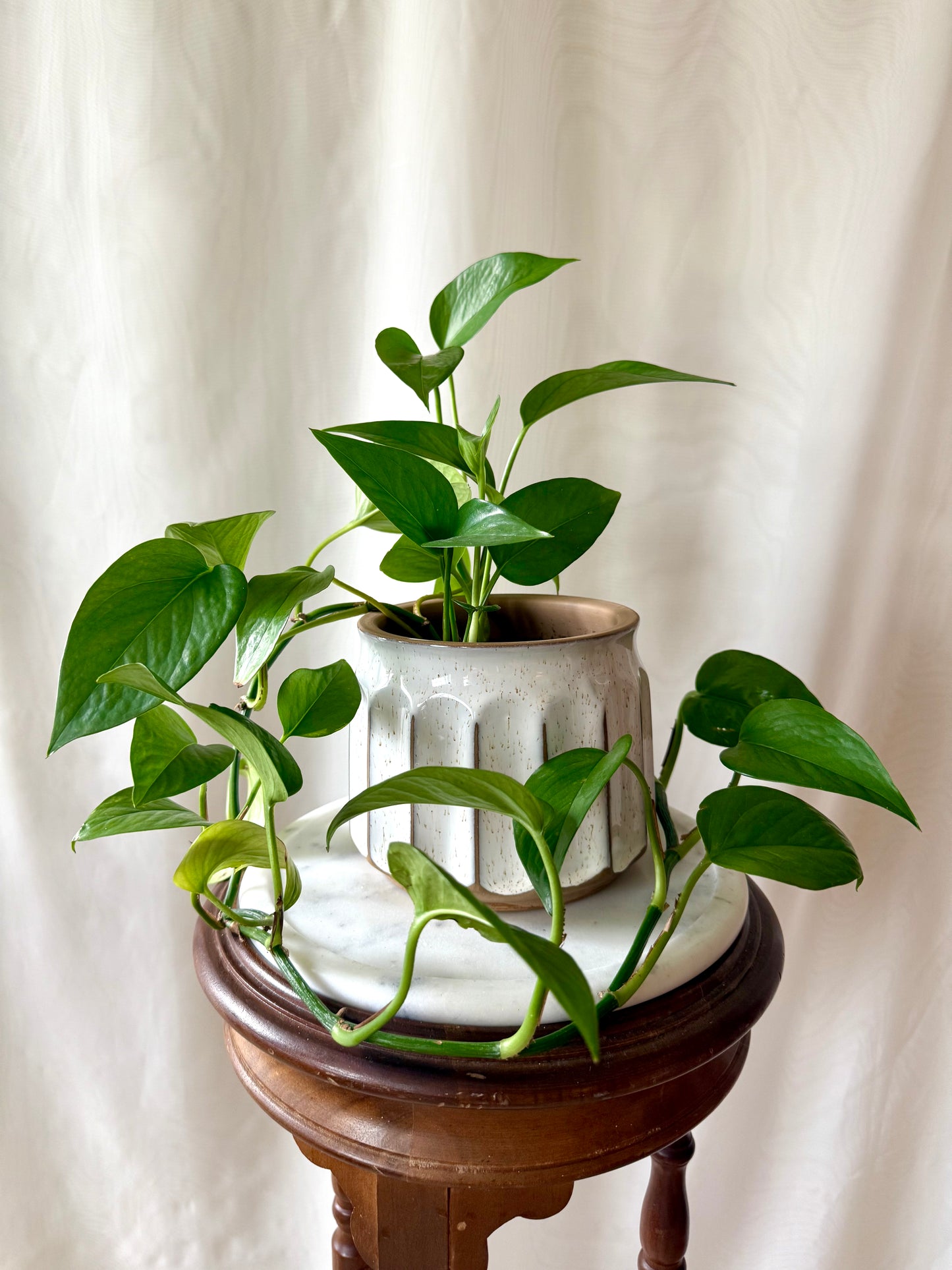 Plant Life in a White Pot | Local Pickup Only