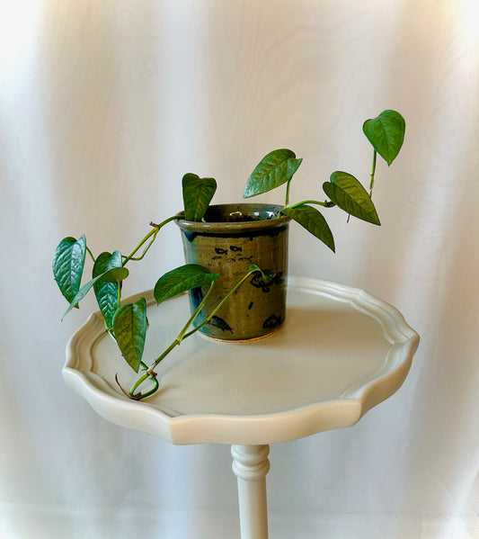 Plant Life in Handmade Ceramic Sealife Pot | Local Pickup Only