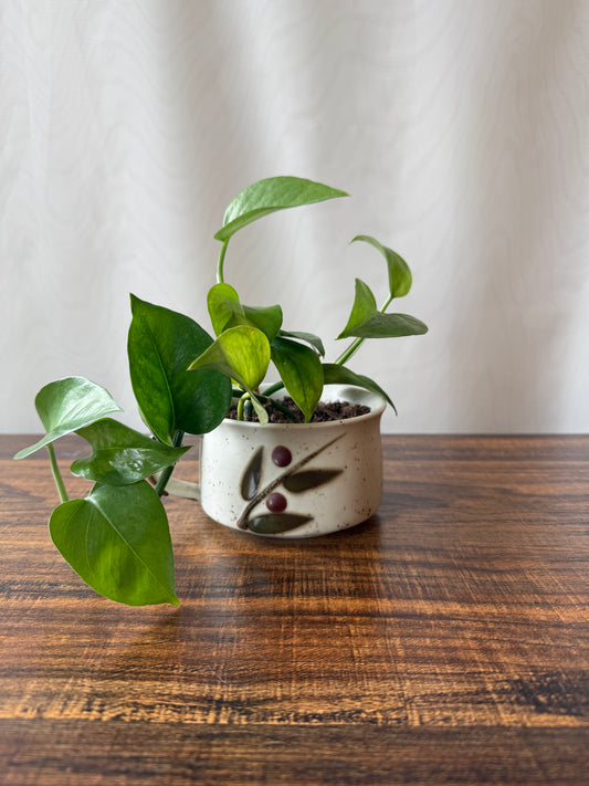 Plant Life in Midcentury Stoneware | Local Pickup Only