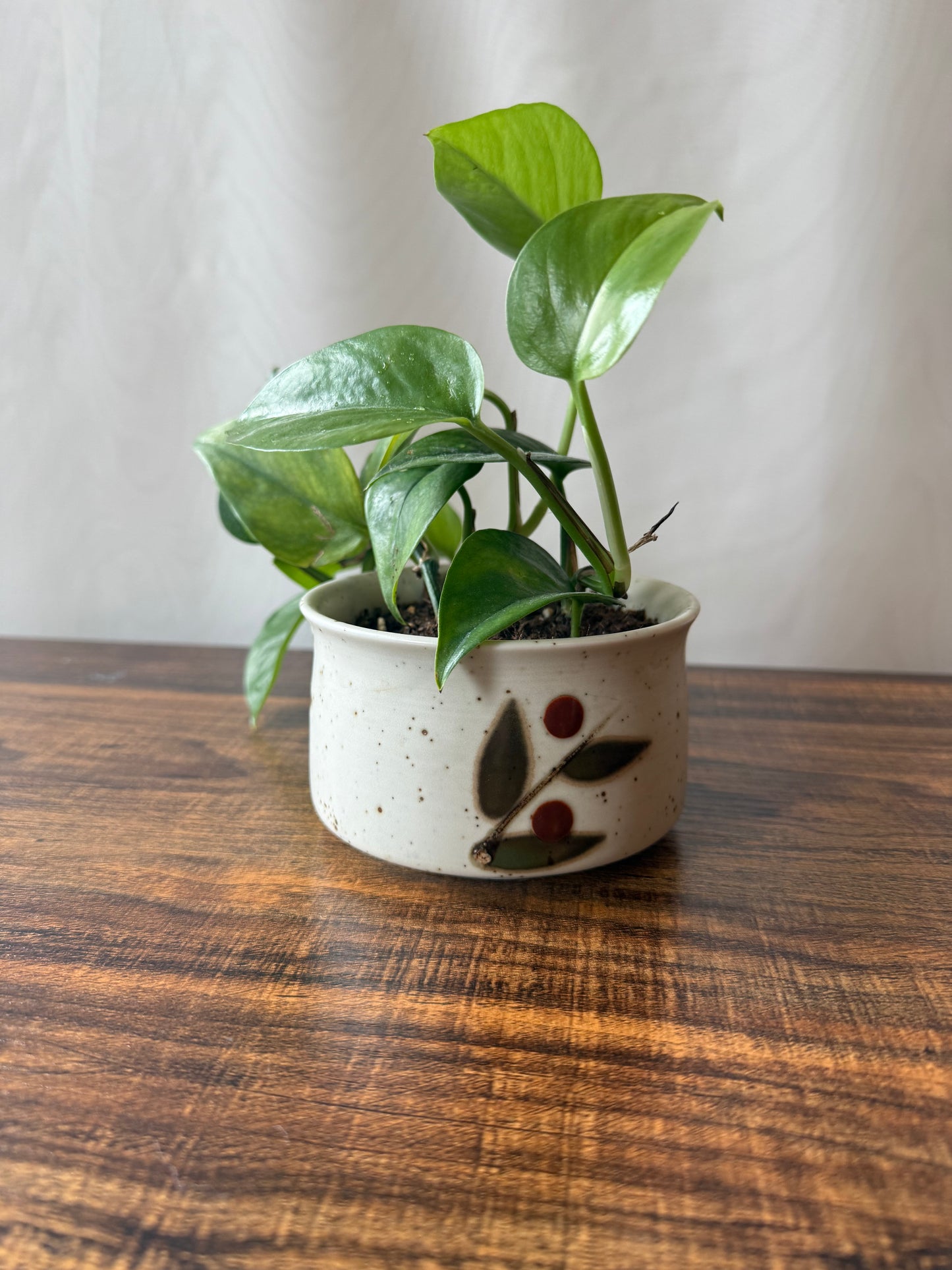 Plant Life in Midcentury Stoneware | Local Pickup Only