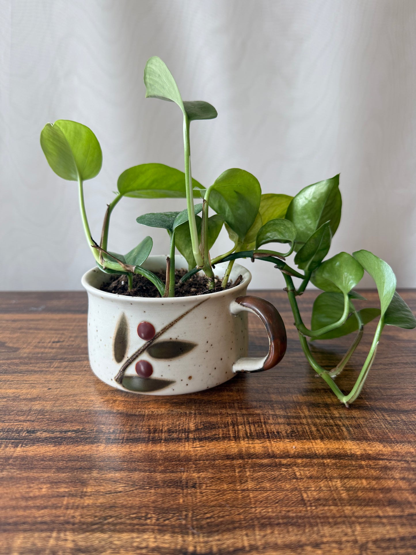 Plant Life in Midcentury Stoneware | Local Pickup Only