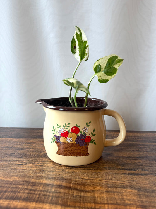 Plant Life in Vintage 1986 enamelware pitcher | Local pickup only