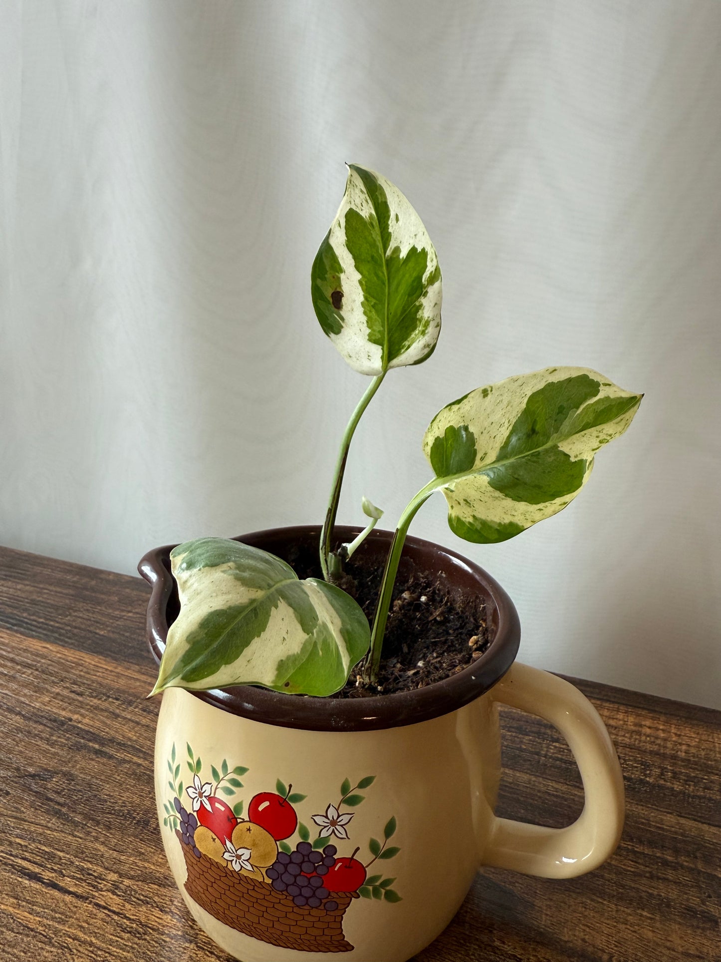 Plant Life in Vintage 1986 enamelware pitcher | Local pickup only