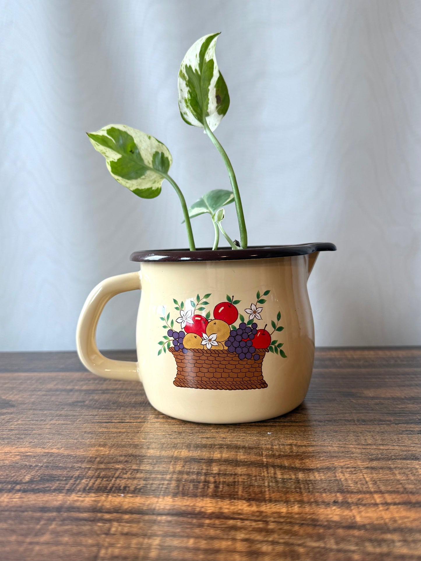 Plant Life in Vintage 1986 enamelware pitcher | Local pickup only