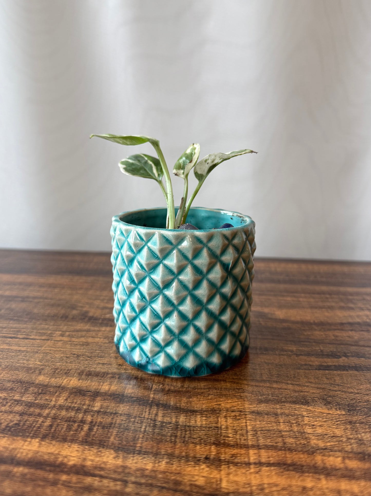 Plant life in Extra Small Pot | Local Pickup Only