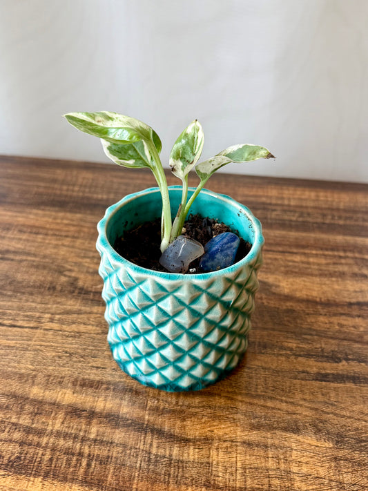 Plant life in Extra Small Pot | Local Pickup Only