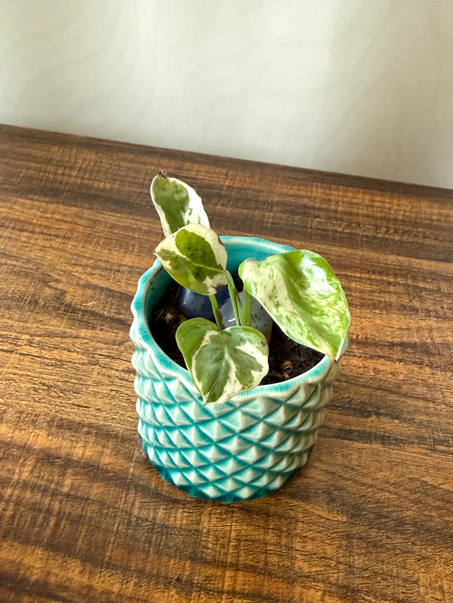 Plant life in Extra Small Pot | Local Pickup Only