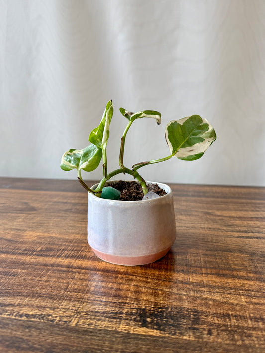 Plant Life in Extra Small Pot | Local Pickup Only