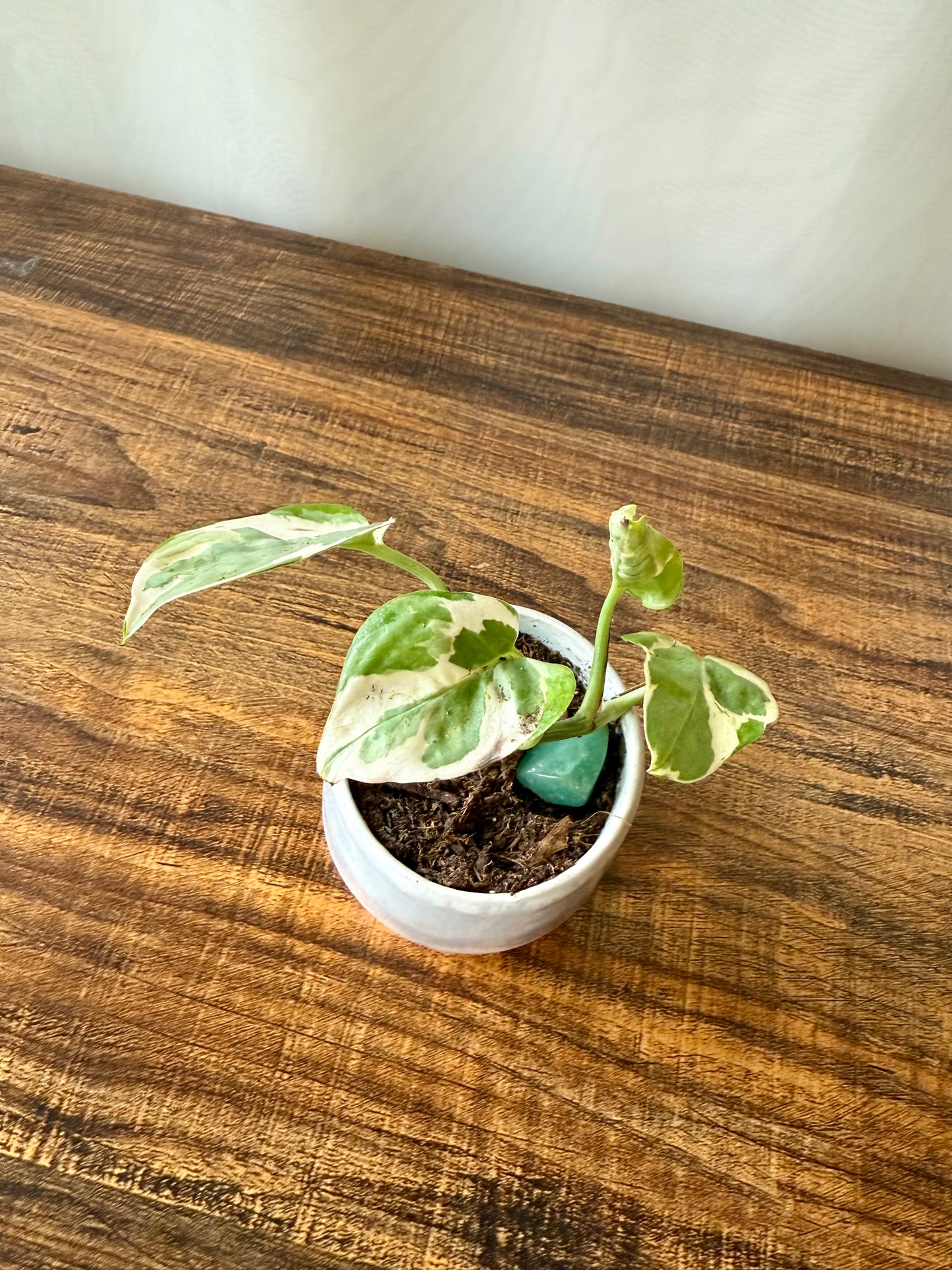 Plant Life in Extra Small Pot | Local Pickup Only