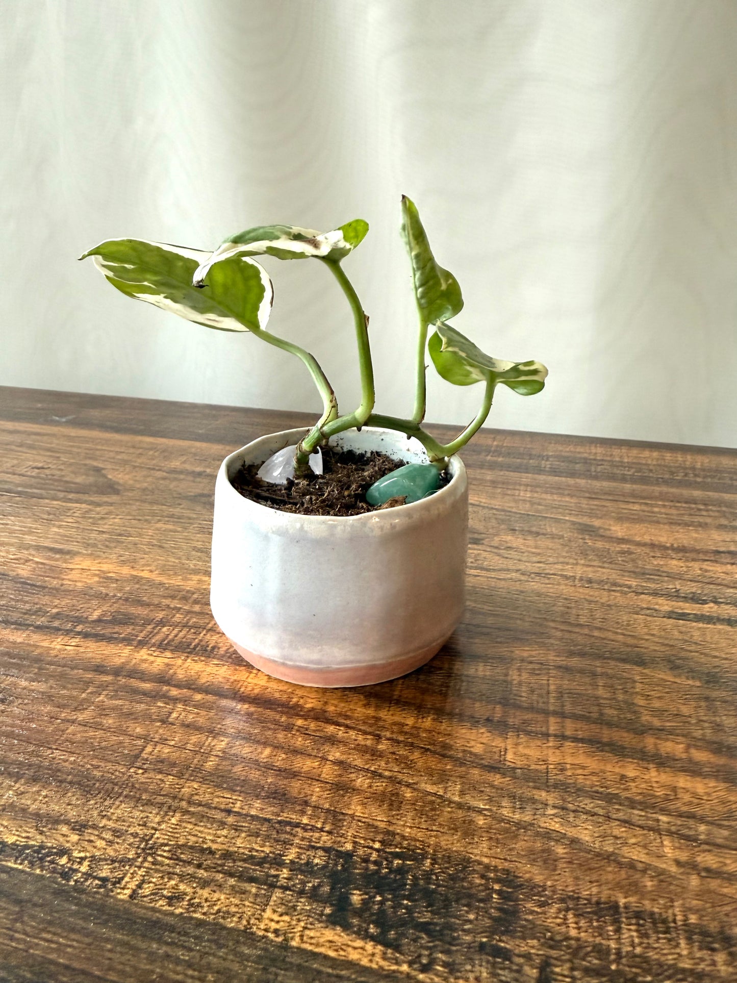 Plant Life in Extra Small Pot | Local Pickup Only