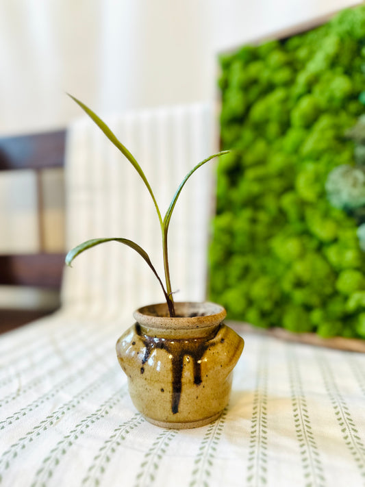 Potted Silver Squill in Vintage Stoneware Pot | Local Pickup Only