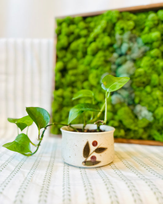 Potted Golden Pothos in Vintage MCM Stoneware | Local Pickup Only